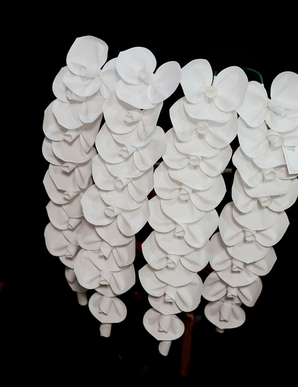 2026 SuperFlower 胡蝶蘭（5万円／4連仕様）の画像