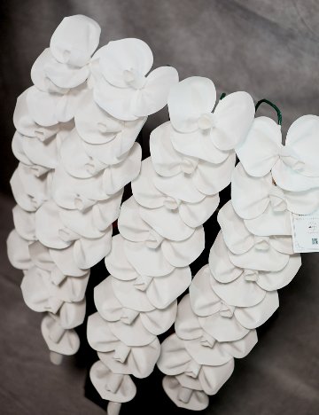 2026 SuperFlower 胡蝶蘭（5万円／4連仕様）の画像