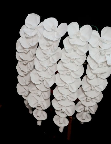 2026 SuperFlower 胡蝶蘭（5万円／4連仕様）の画像