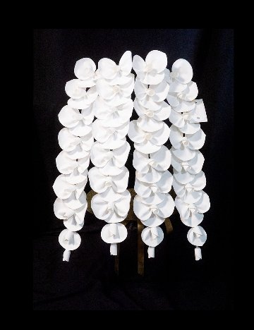 2026 SuperFlower 胡蝶蘭（5万円／4連仕様）の画像