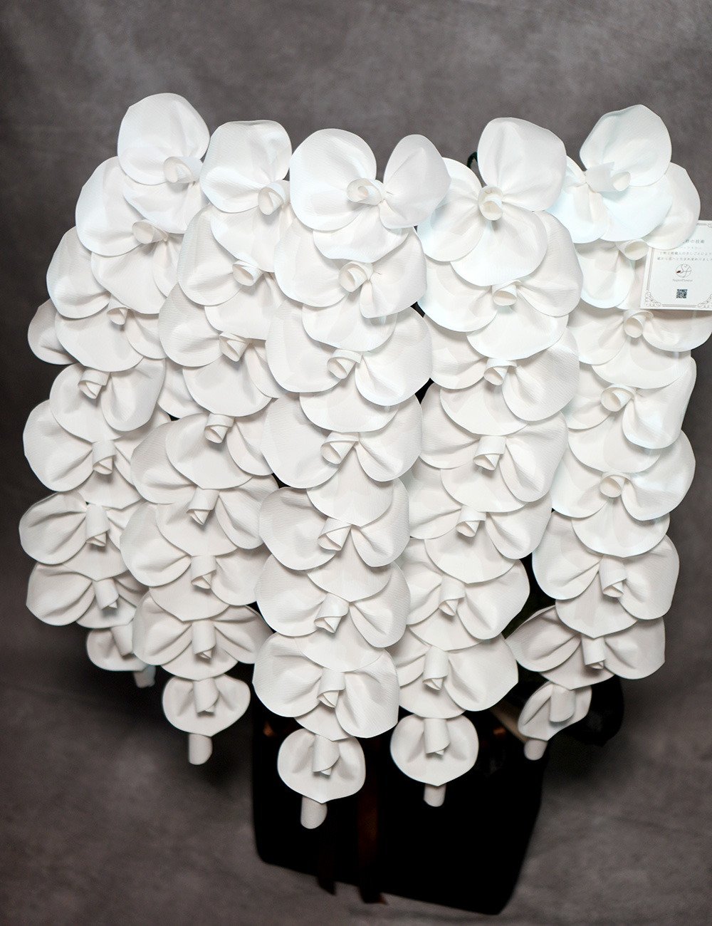 2026 SuperFlower 胡蝶蘭｜7万円ギフト（5連仕様）の画像