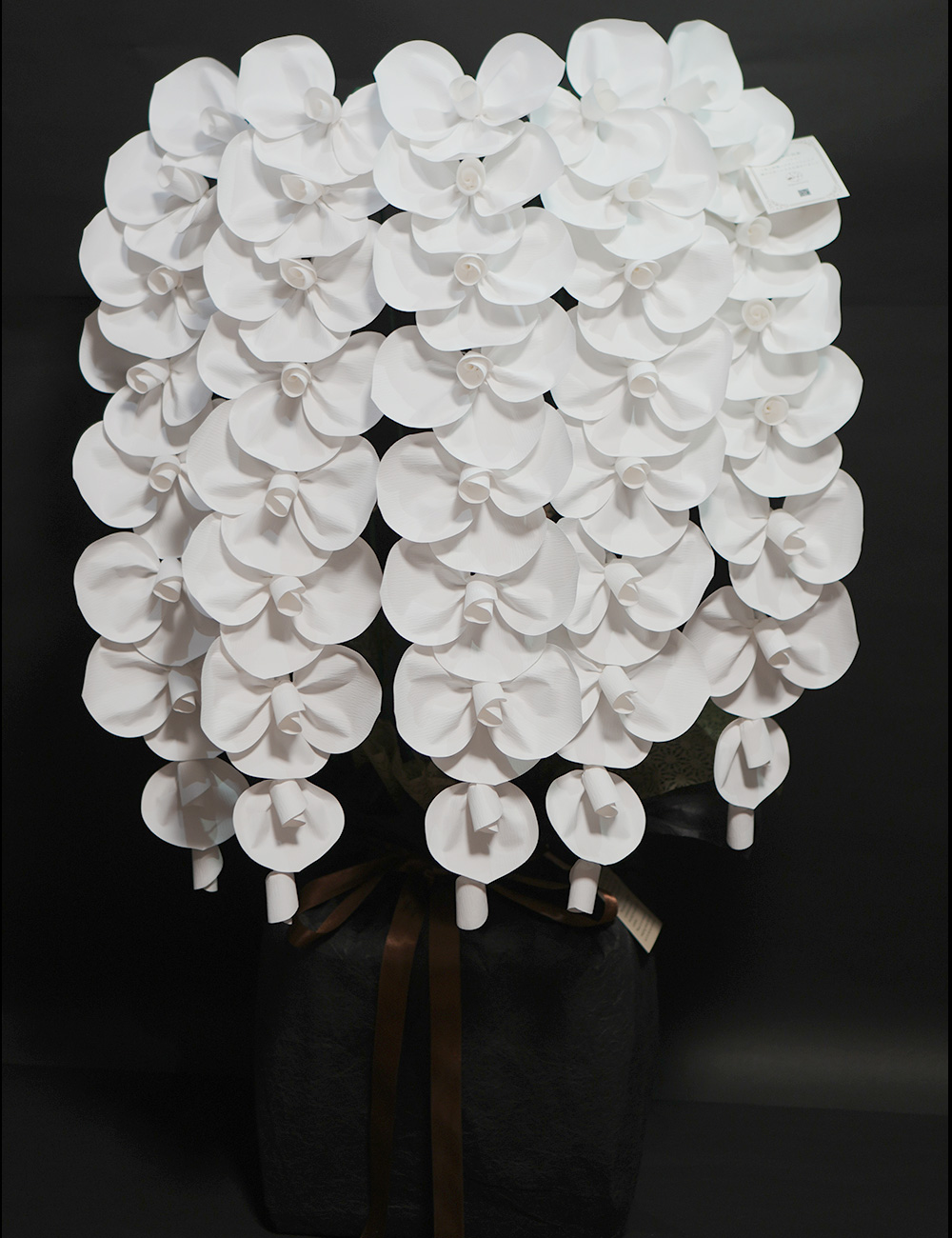 2026 SuperFlower 胡蝶蘭｜7万円ギフト（5連仕様）の画像