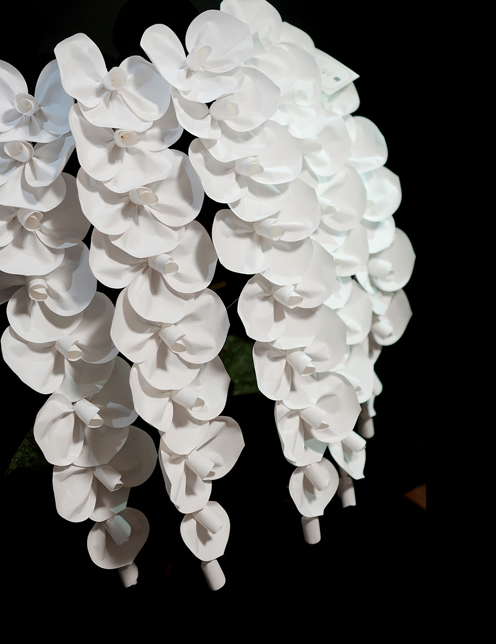 2026 SuperFlower 胡蝶蘭｜7万円ギフト（5連仕様）の画像