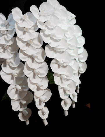 2026 SuperFlower 胡蝶蘭｜7万円ギフト（5連仕様）の画像