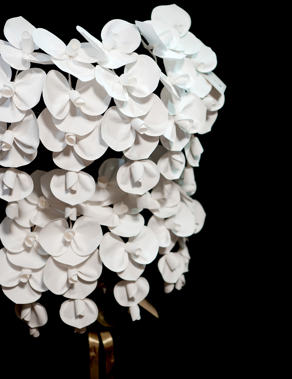 2026 SuperFlower 胡蝶蘭（10万円／10連仕様）の画像