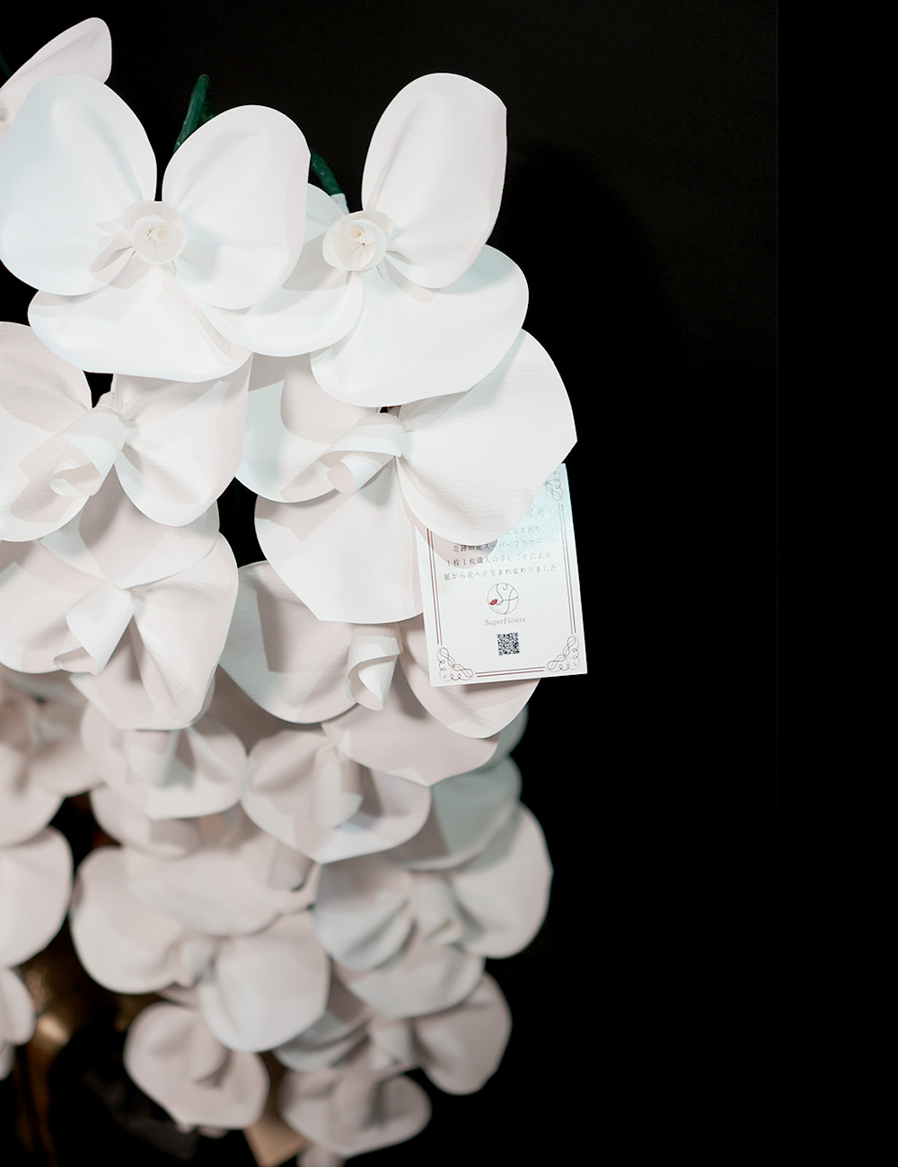 2026 SuperFlower 胡蝶蘭（10万円／10連仕様）の画像