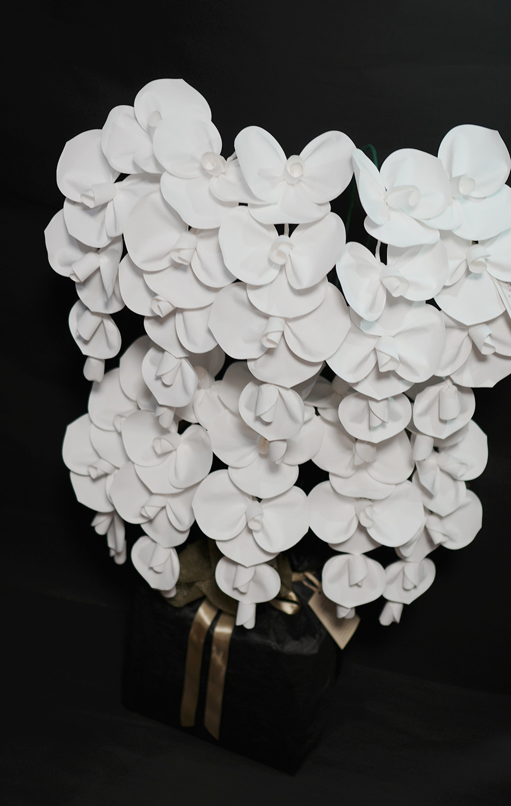 2026 SuperFlower 胡蝶蘭（10万円／10連仕様）の画像