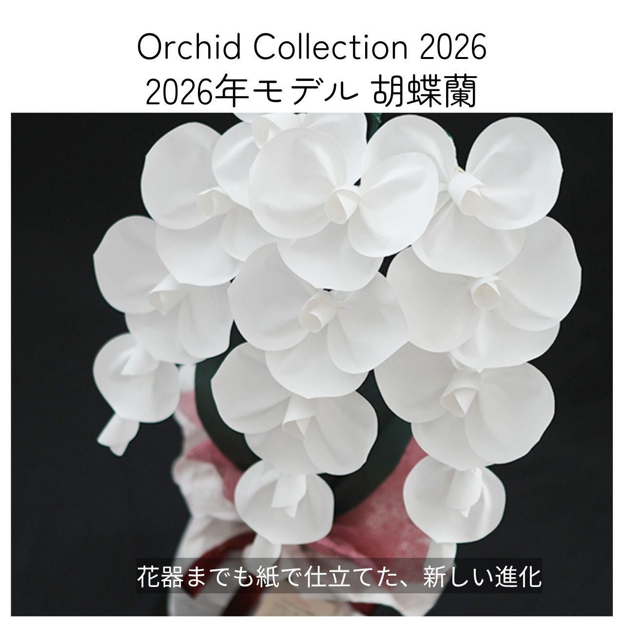 2026 SuperFlower 胡蝶蘭