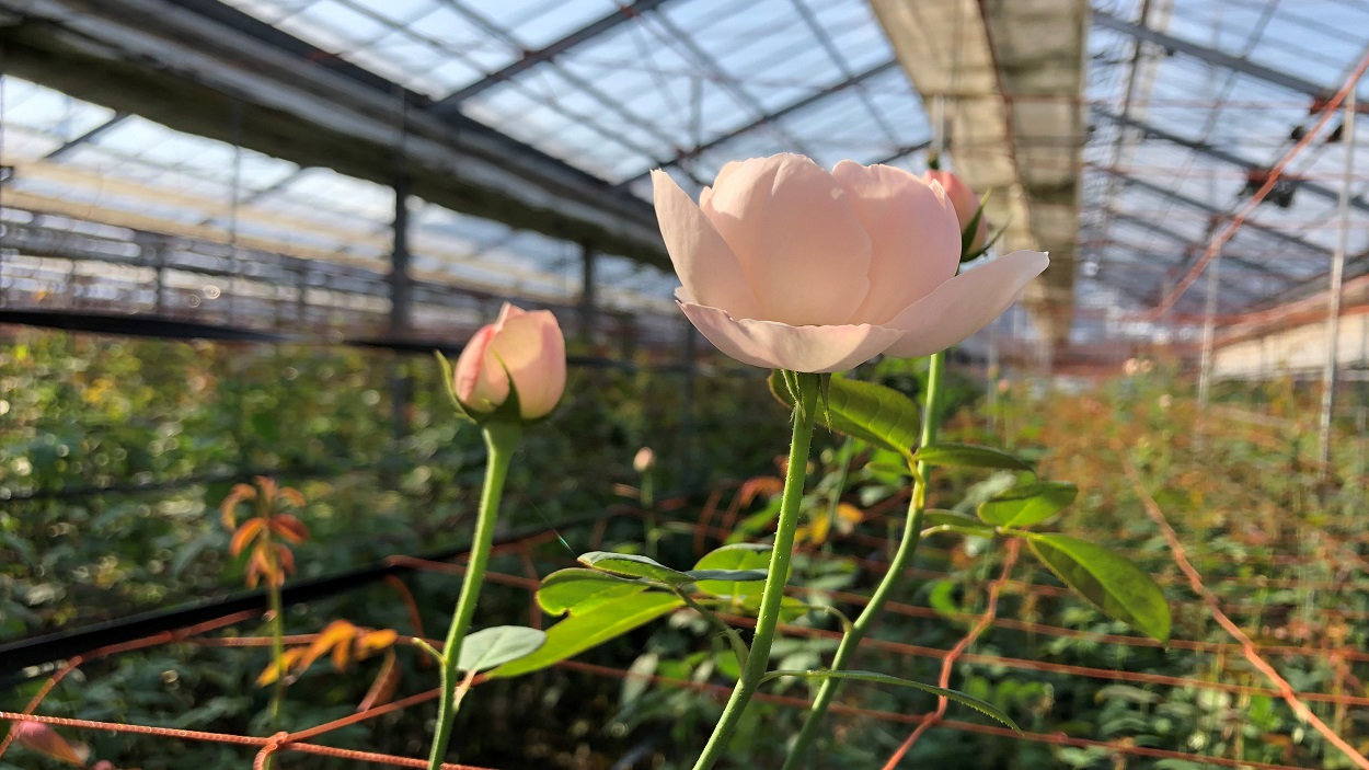 SVASTHA ROSE｜増田バラ園