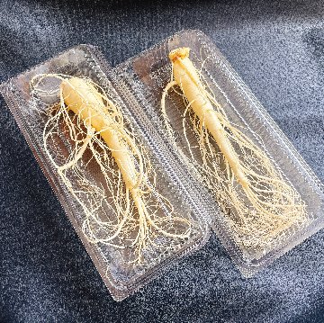 会津産高麗人参　農家直送　掘りたてです　（おたね人参）の画像