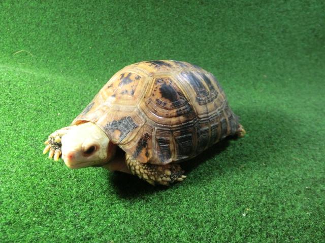 エロンガータリクガメ アダルトオス18番の画像