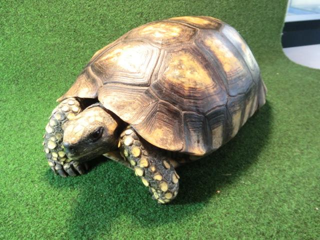 キアシガメアダルトメス20番の画像