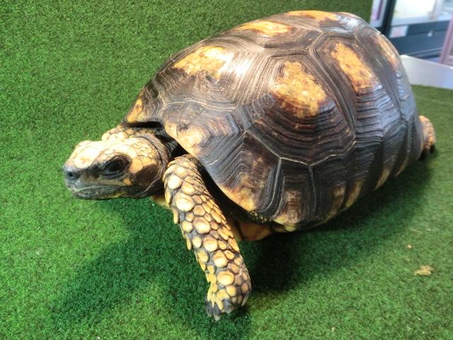 キアシガメアダルトメス21番オレンジタイプの画像