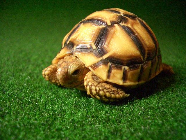 激レア！インドホシガメ色変個体の画像