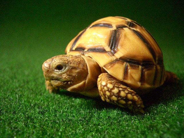 激レア！インドホシガメ色変個体の画像