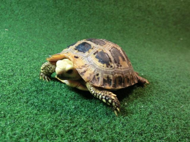 エロンガータリクガメベビー19番の画像