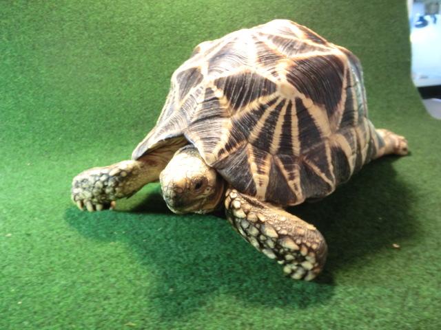 ビルマホシガメ ビルマホシガメ