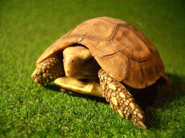 ベルセオレガメの画像