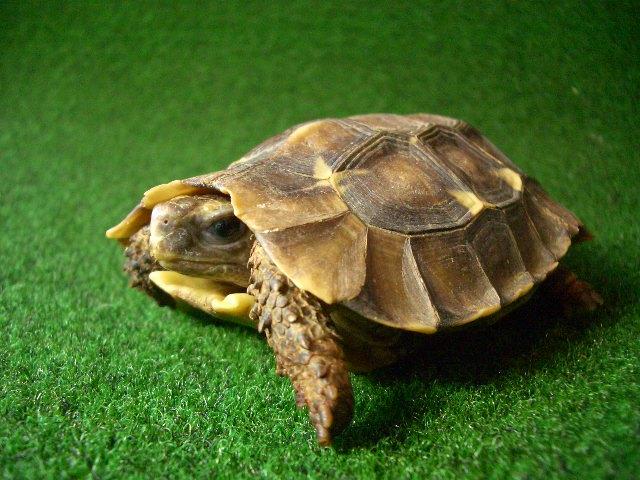 ホームセオレガメの画像