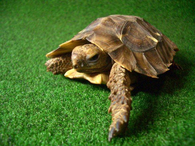 ホームセオレガメの画像