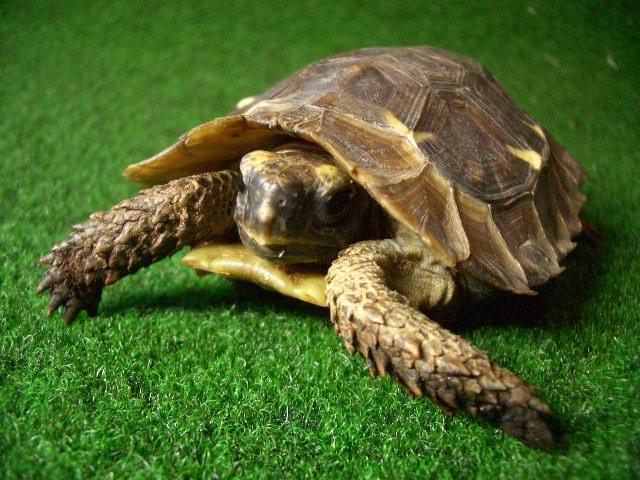 ホームセオレガメの画像