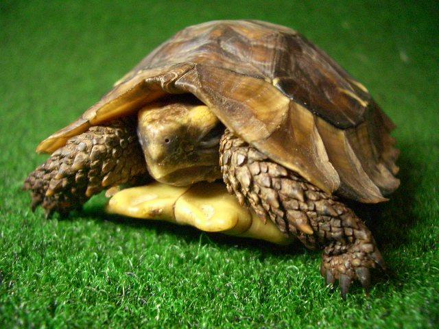 ホームセオレガメの画像