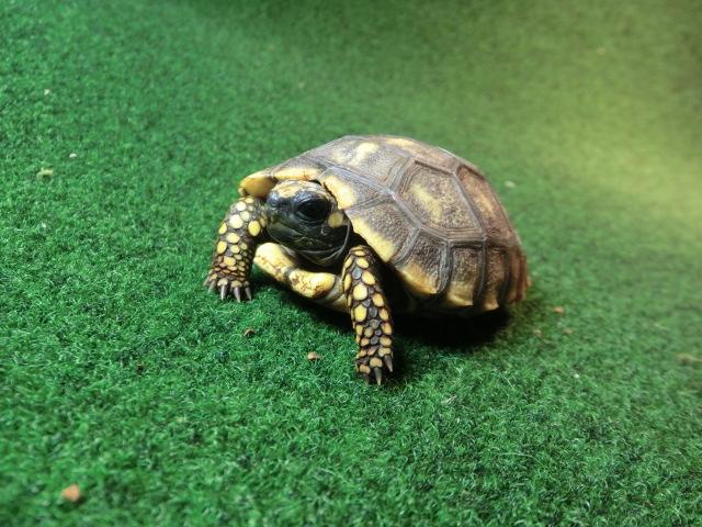 キアシガメMサイズ25番　CB個体の画像