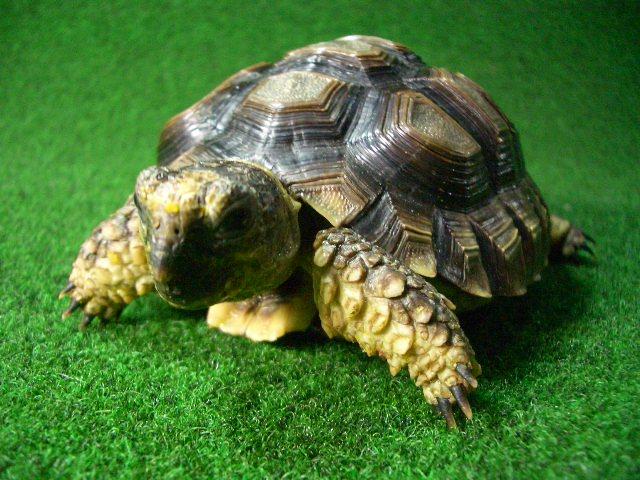 チャコリクガメ ＥＵＣＢ3番恐らく♀の画像