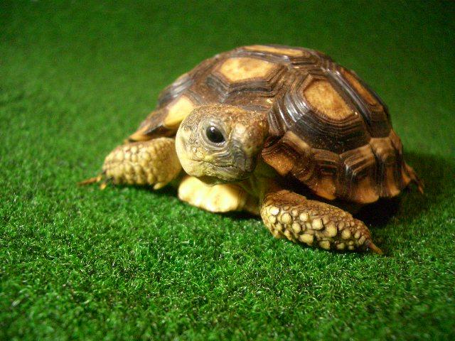 チャコリクガメ ＥＵＣＢの画像