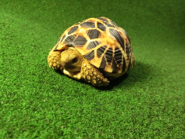 ビルマホシガメ ビルマホシガメ