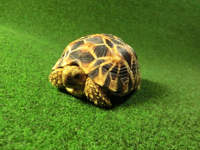 ビルマホシガメ ビルマホシガメ