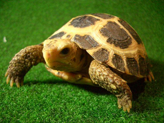 トラバンコアリクガメ（セレベス）ベビーの画像