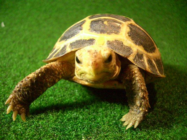 トラバンコアリクガメ（セレベス）ベビーの画像