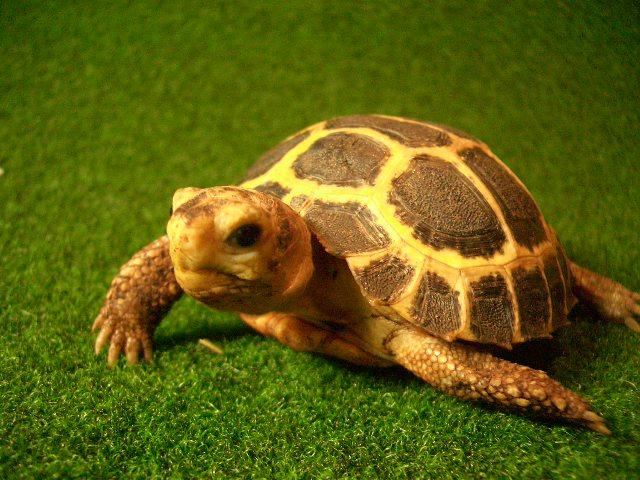 トラバンコアリクガメ（セレベス）ベビーの画像