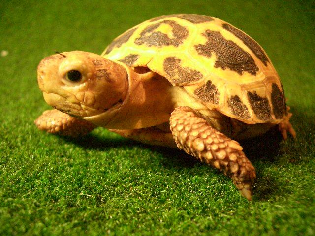 トラバンコアリクガメ（セレベス）ベビーの画像