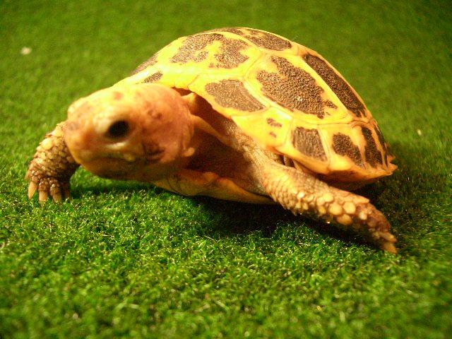 トラバンコアリクガメ（セレベス）ベビーの画像