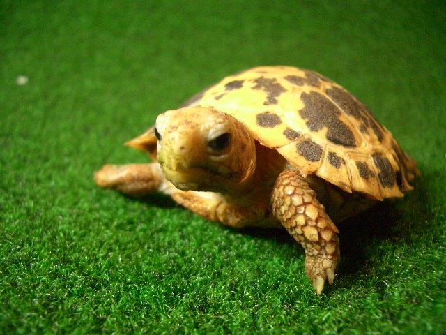 トラバンコアリクガメ（セレベス）ベビーの画像