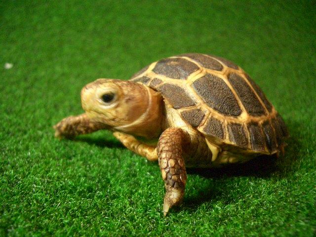 トラバンコアリクガメ（セレベス）ベビーの画像