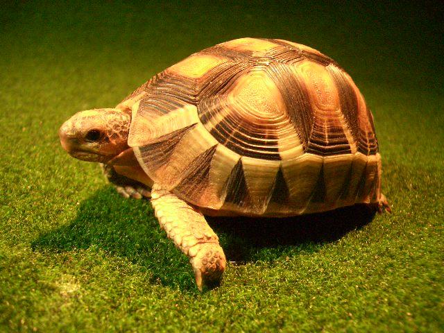 ソリガメ（アンギュラータリクガメ）の画像