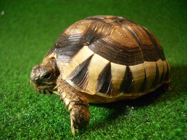 ソリガメ（アンギュラータリクガメ）の画像