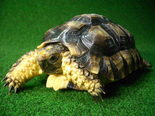 チャコリクガメ ＥＵＣＢ1番♂の画像