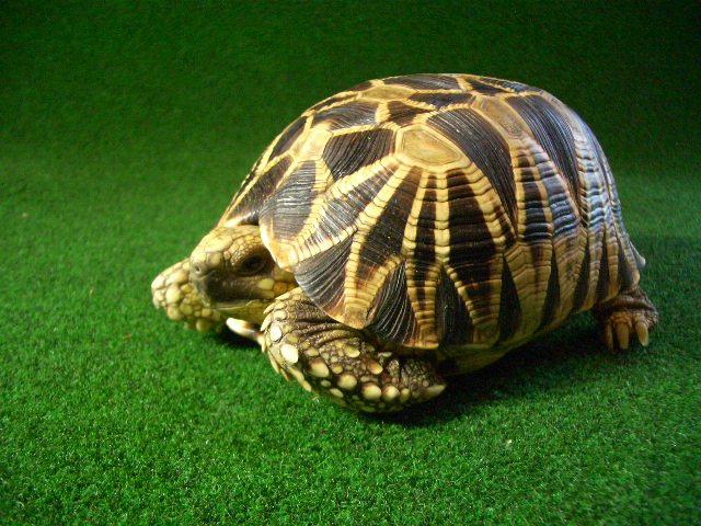 ビルマホシガメ ビルマホシガメ