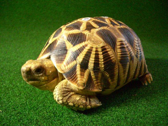 ビルマホシガメ♂正規輸入個体５番の画像