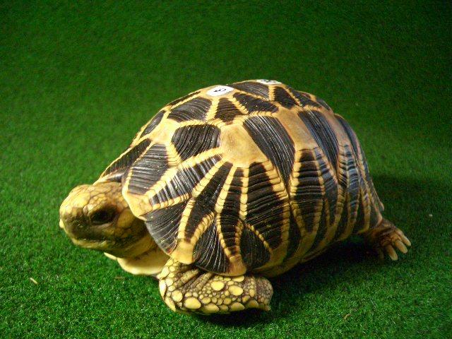 ビルマホシガメ ビルマホシガメ