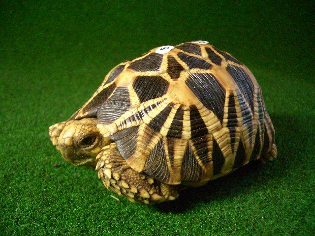ビルマホシガメ♂正規輸入個体７番の画像