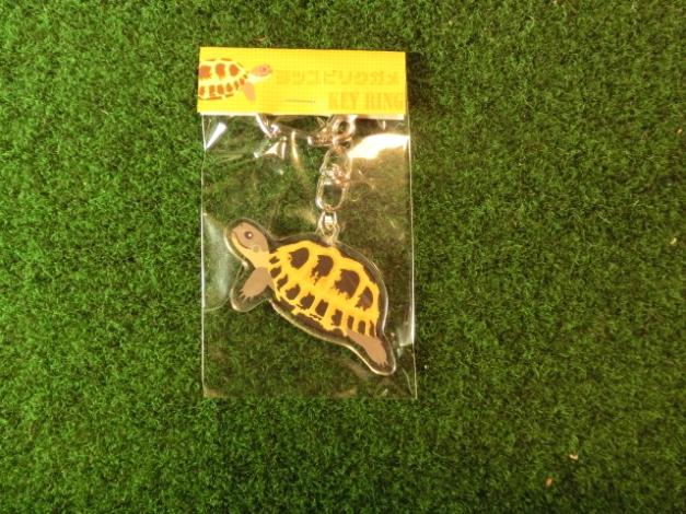 リクガメイラスト アクリルキーリング　ヨツユビリクガメ横　（メール便対応）の画像