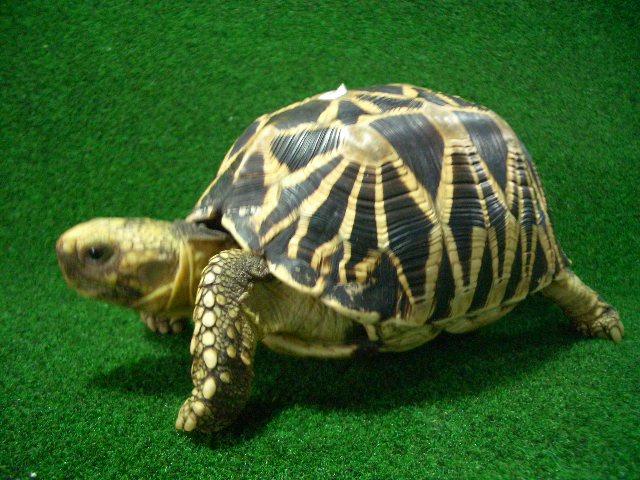 ビルマホシガメ正規輸入個体オス１０番の画像