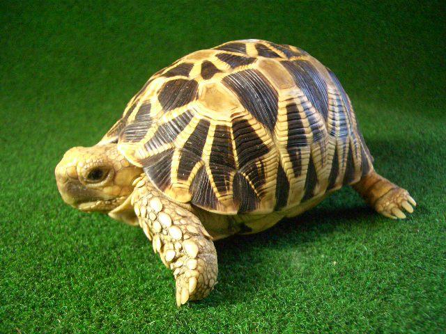 ビルマホシガメ正規輸入個体オス１２番の画像