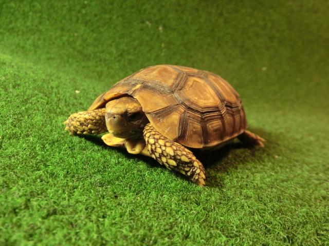 ベルセオレガメＳＭサイズ13番の画像