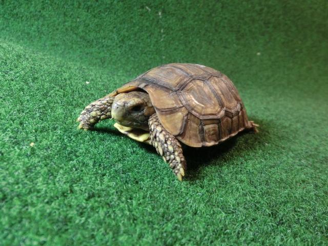 ベルセオレガメＳＭサイズ14番の画像